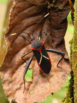 Image of Leptoscelis tricolor Westwood 1842