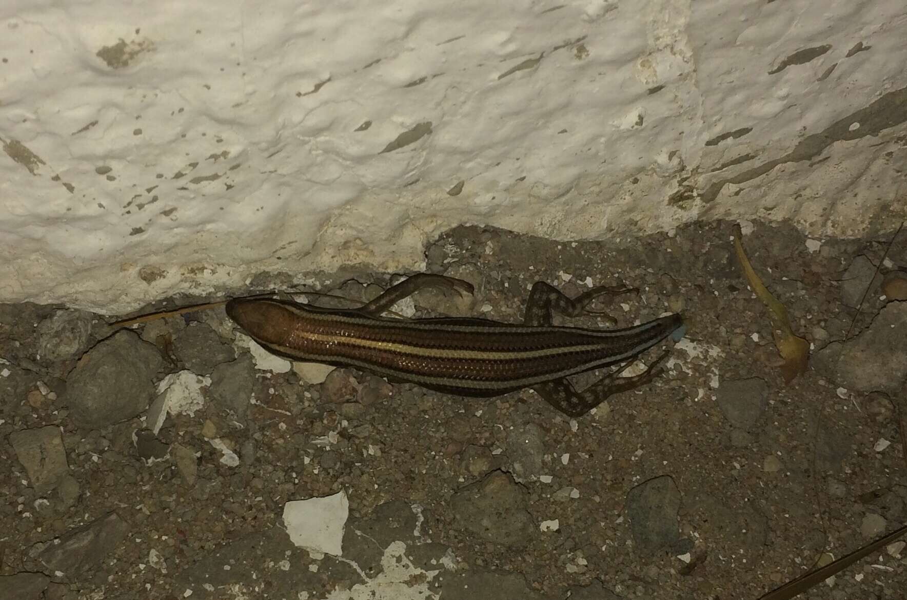 Image of African Five-lined Skink