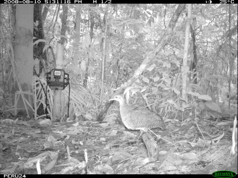 Image of White-throated Tinamou