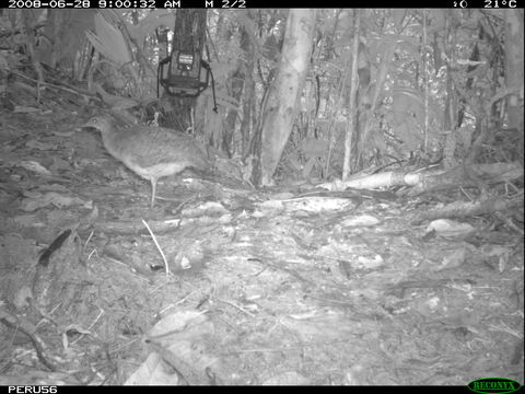 Image of White-throated Tinamou