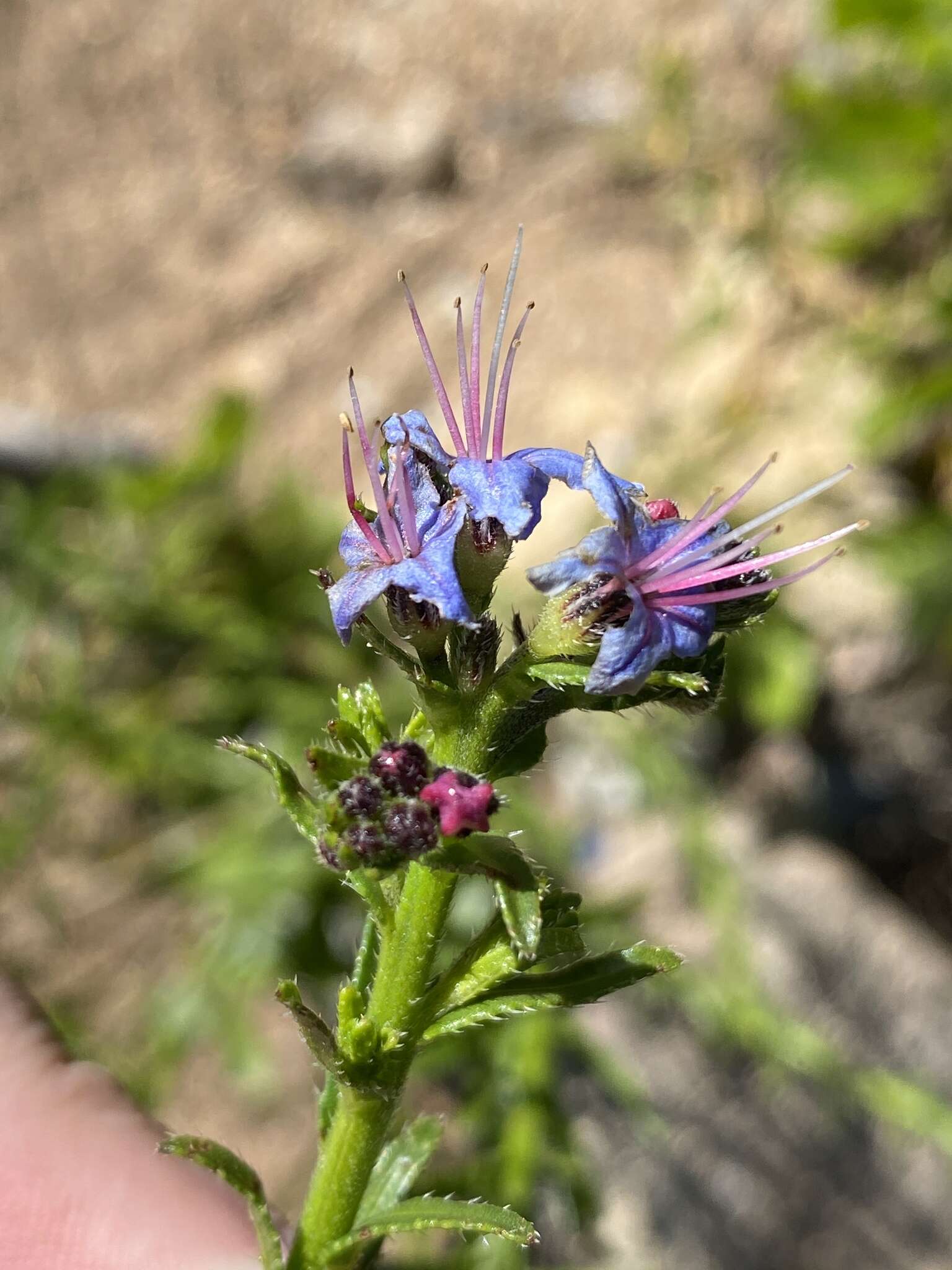 Image of Lobostemon paniculatus (Thunb.) Buek