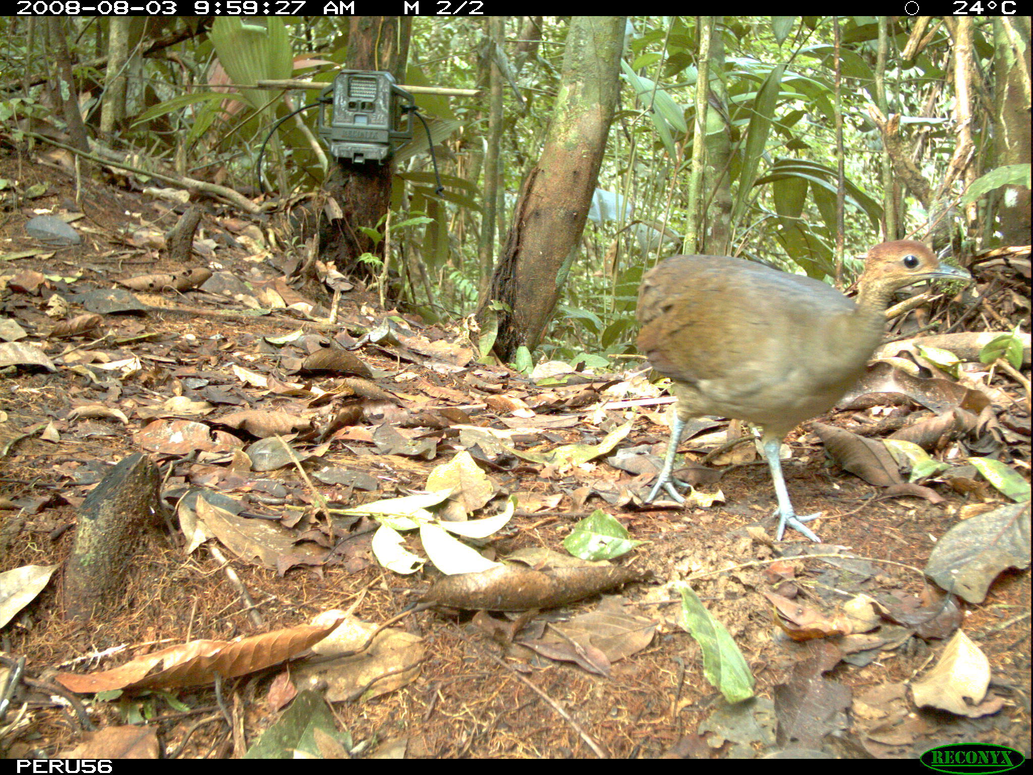 Image of Great Tinamou