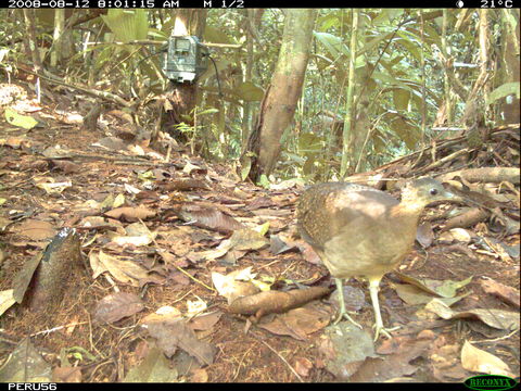 Image of White-throated Tinamou