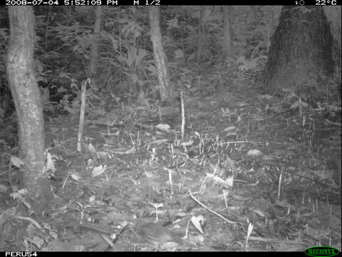 Image of Striated Ant Thrush