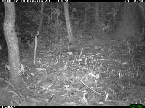 Image of Striated Ant Thrush