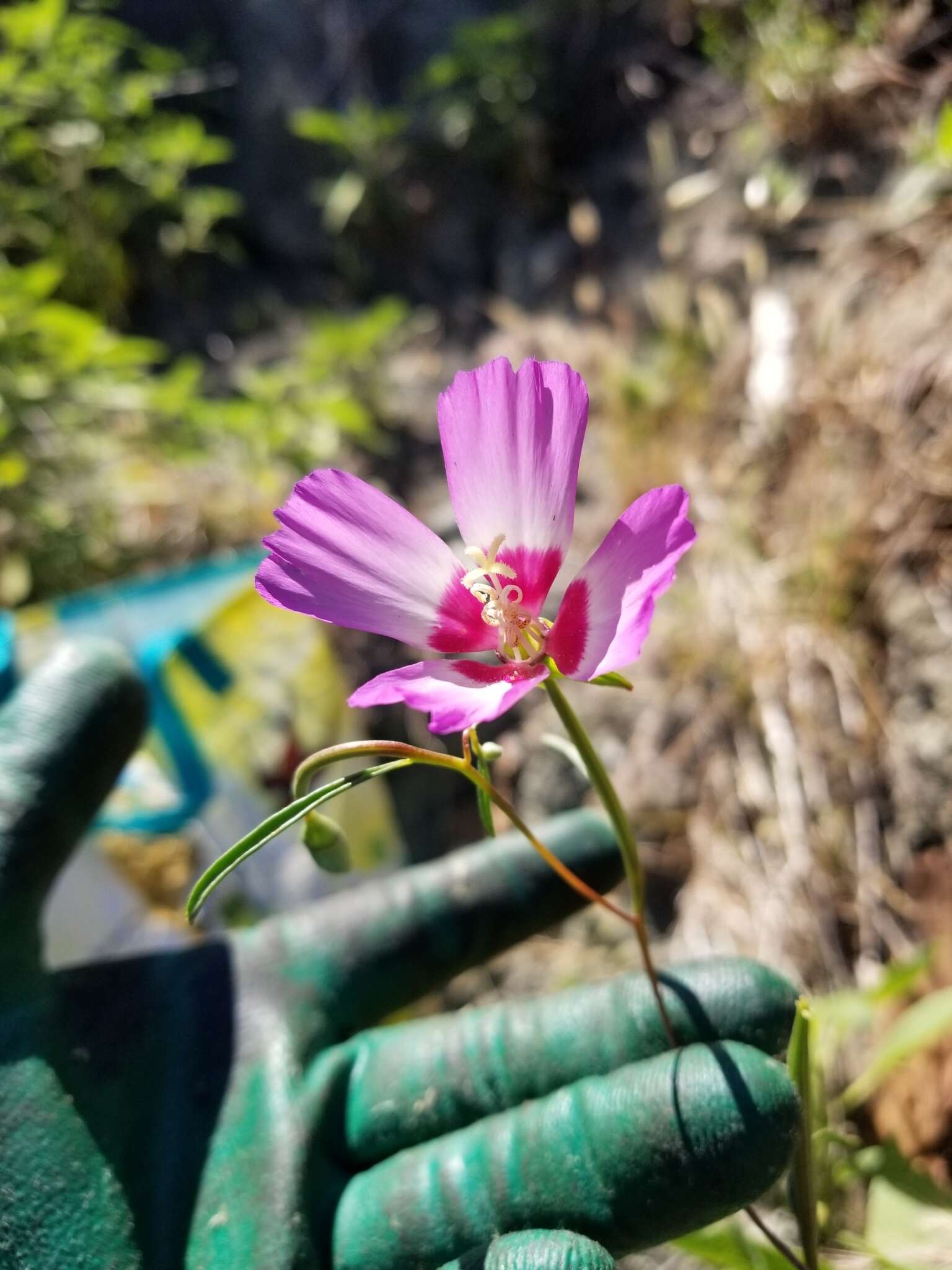 Imagem de Clarkia gracilis (Piper) A. Nels. & J. F. Macbr.