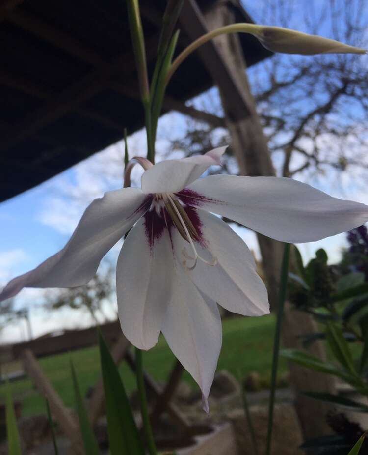 二色唐菖蒲的圖片