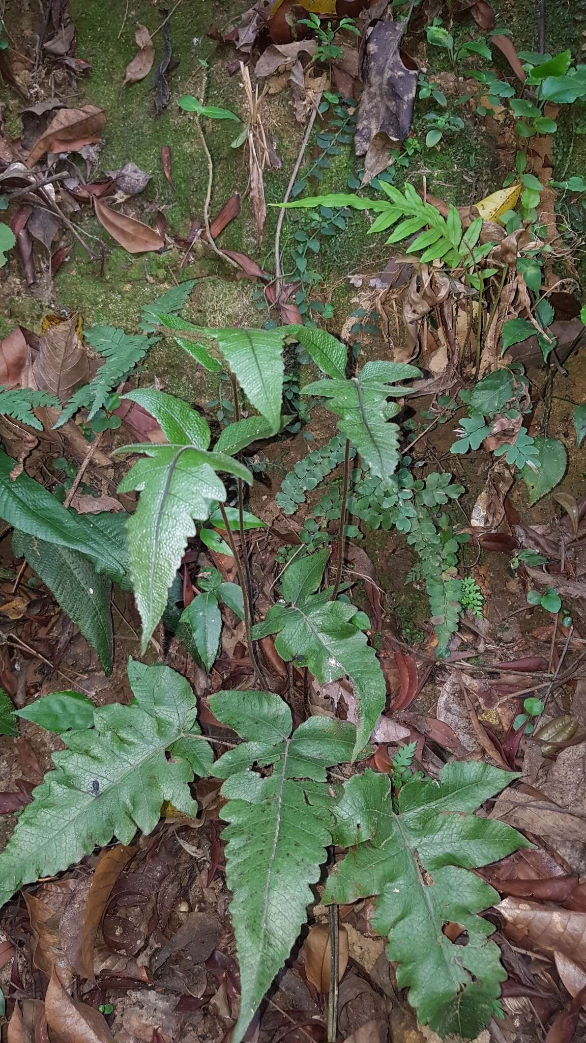 Image of Stegnogramma wilfordii (Hook.) Seriz.