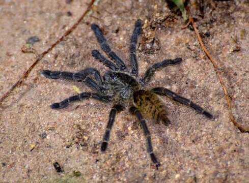 Image of Orange Baboon Tarantula