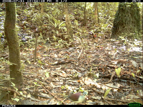 Image of Saphire Quail Dove