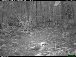 Image of Rufous Motmot