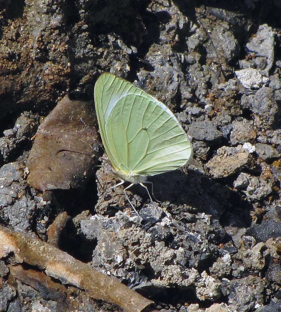 Image of Pseudopieris