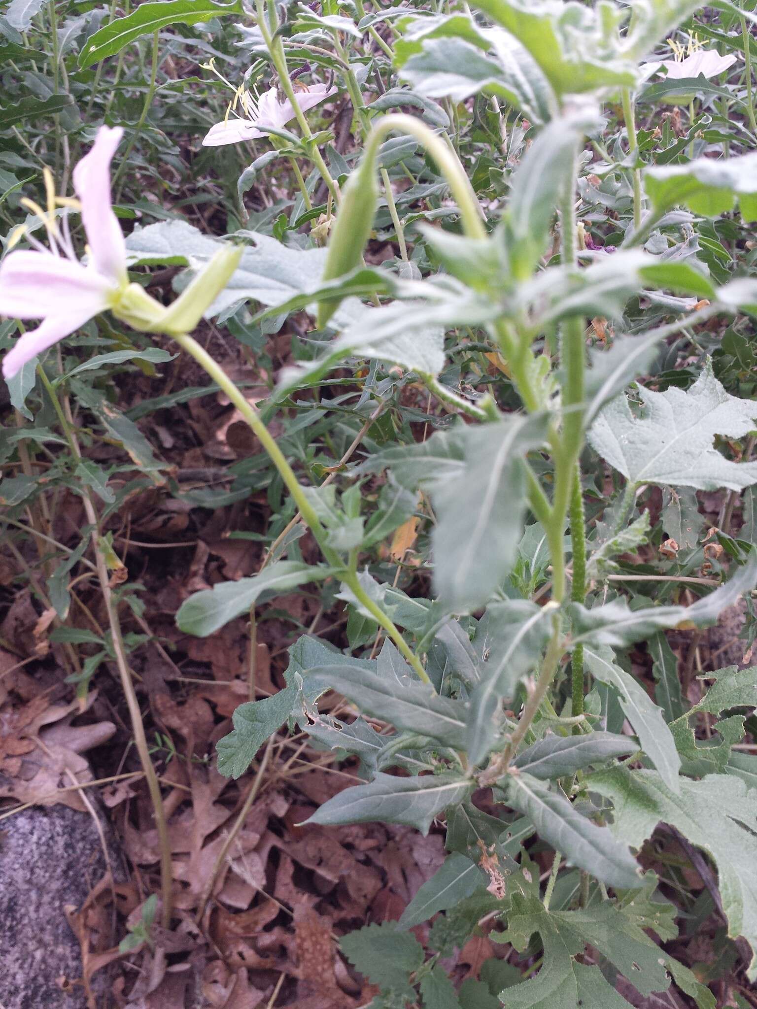 Sivun Oenothera neomexicana (Small) Munz kuva