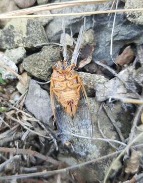 Image of Cicadatra hyalina (Fabricius 1798)