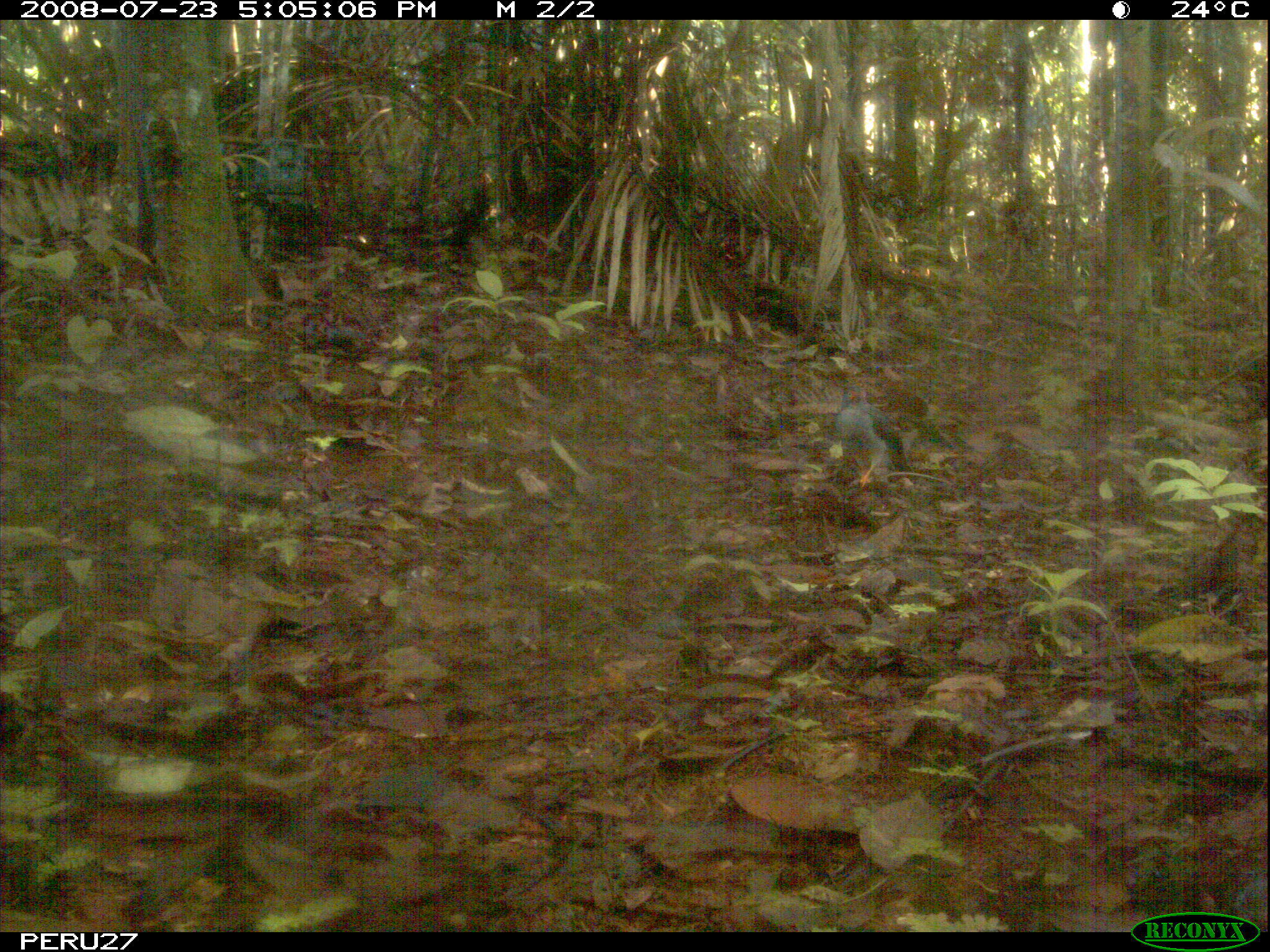 Image of Lined Forest-falcon