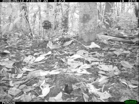 Image of Rufous-capped Antthrush