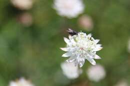 Imagem de Astrantia bavarica F. W. Schultz