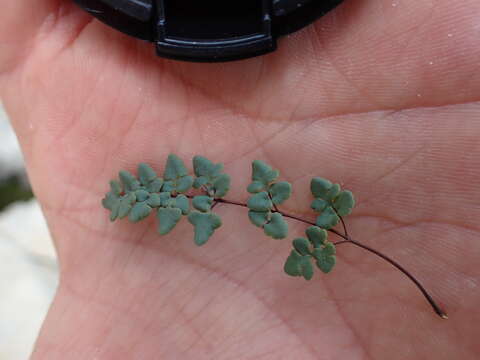 Image of Jones' false cloak fern