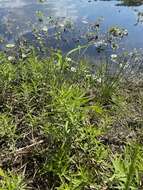 Image of marsh mermaidweed