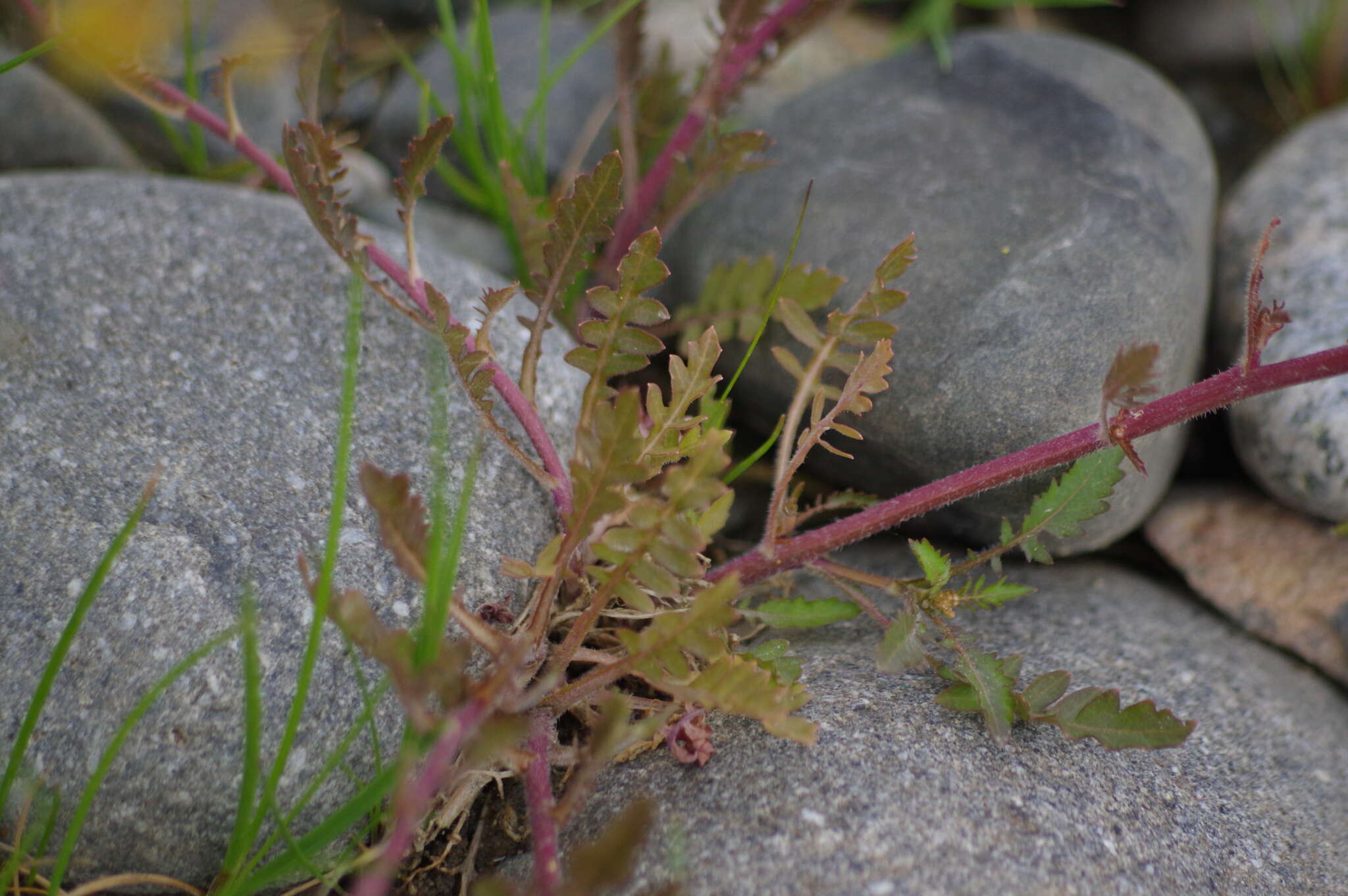 Rorippa palustris subsp. hispida (Desv.) Jonsell的圖片