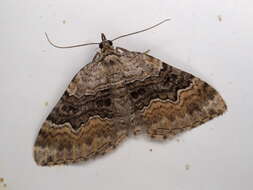 Image of large twin-spot carpet