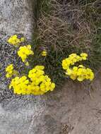 Image of Erysimum duriaei subsp. pyrenaicum (Nyman) P. W. Ball