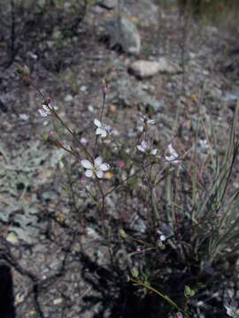 Image of Marin dwarf-flax