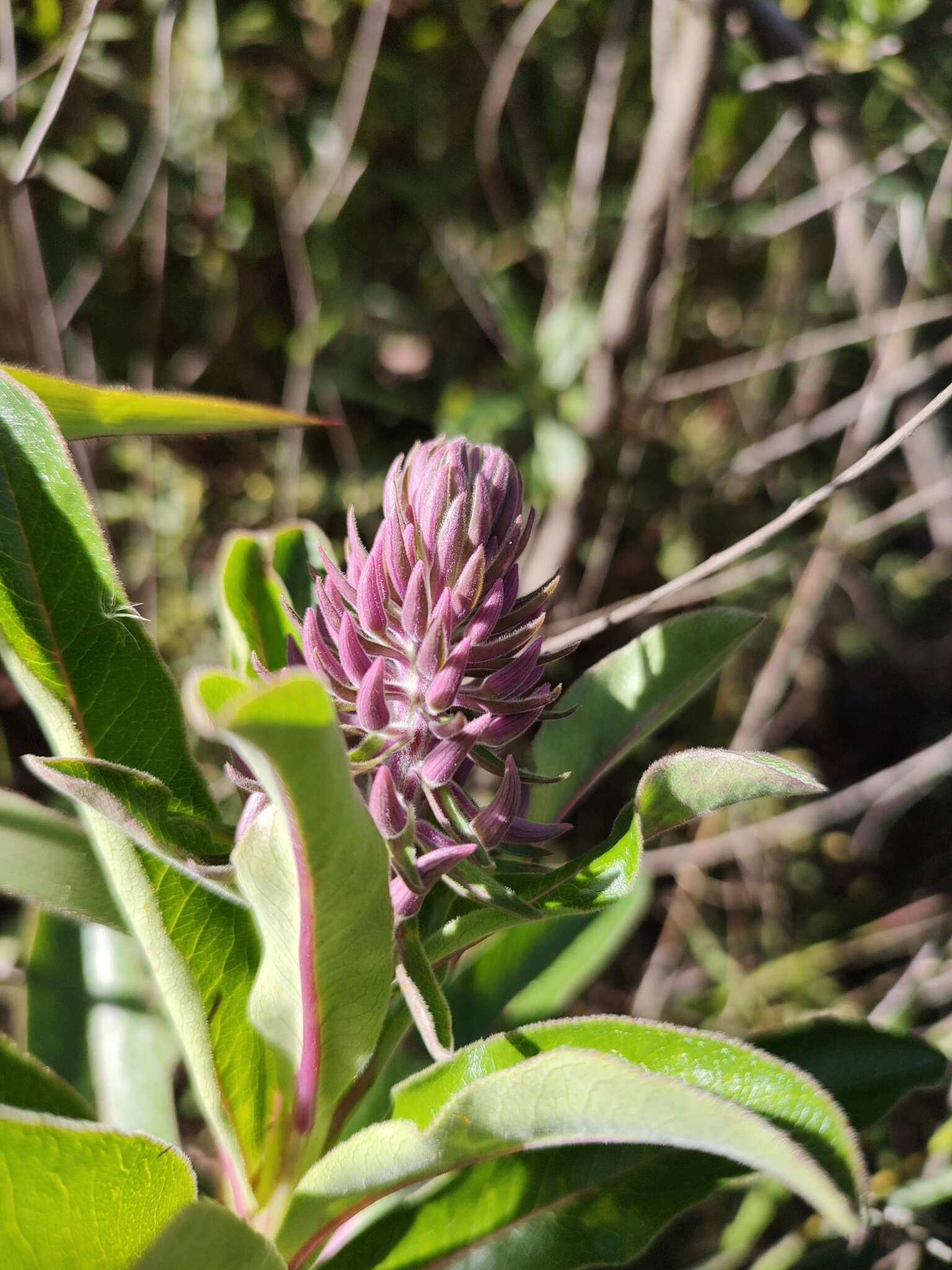 Image of Lobelia brasiliensis A. O. S. Vieira & G. J. Sheph.