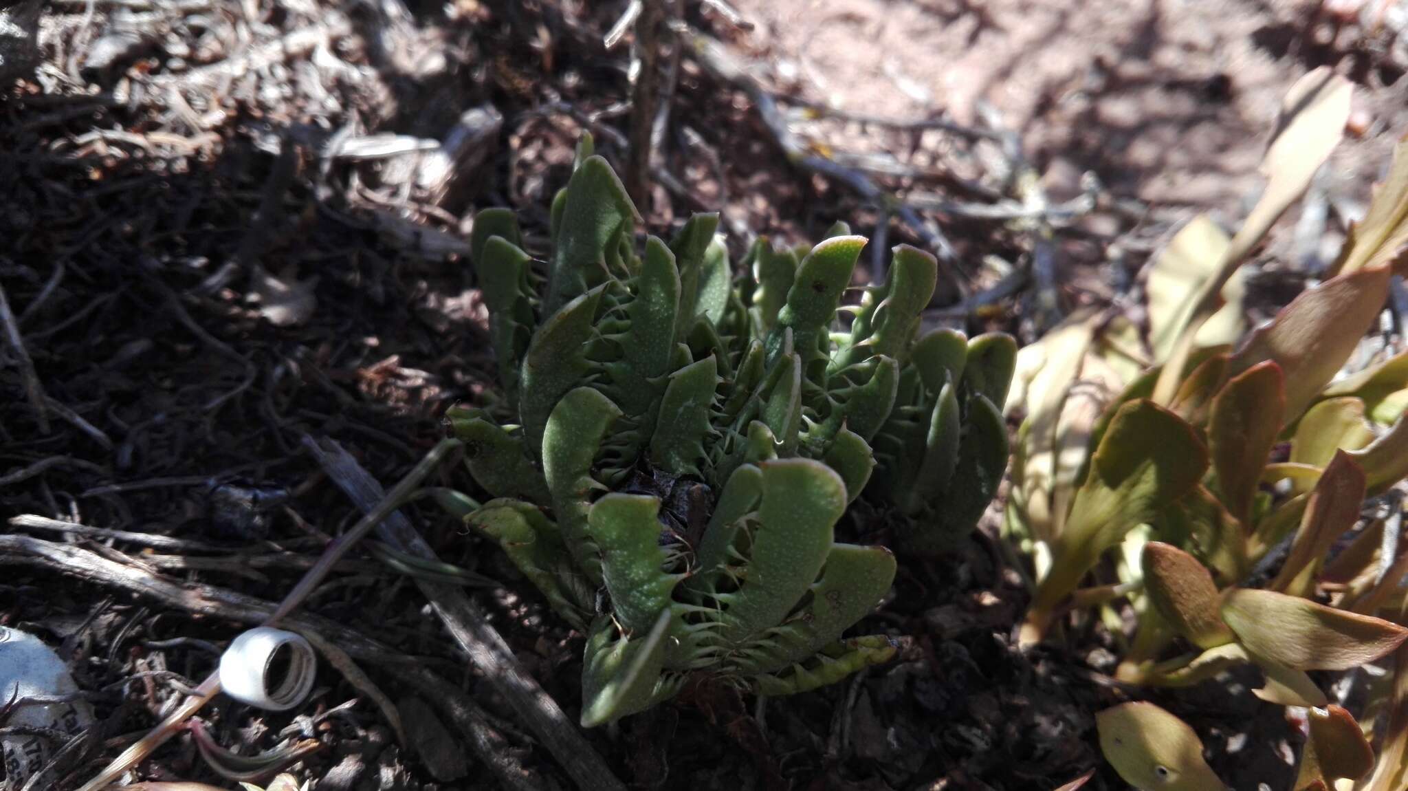 Image of Faucaria felina (Weston) Schwant. & Jacobsen