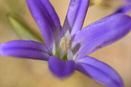 Image of harvest brodiaea