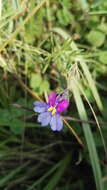 Image of Butterfly lobelia