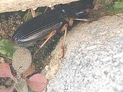 Image of Nebria (Paranebria) macrogona Bates 1873