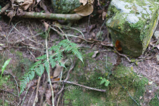 Image of Davallia divaricata Bl.