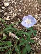 Слика од Ipomoea lindheimeri A. Gray