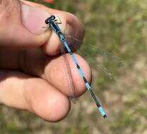 Coenagrion lanceolatum (Selys ex Selys & McLachlan 1872) resmi