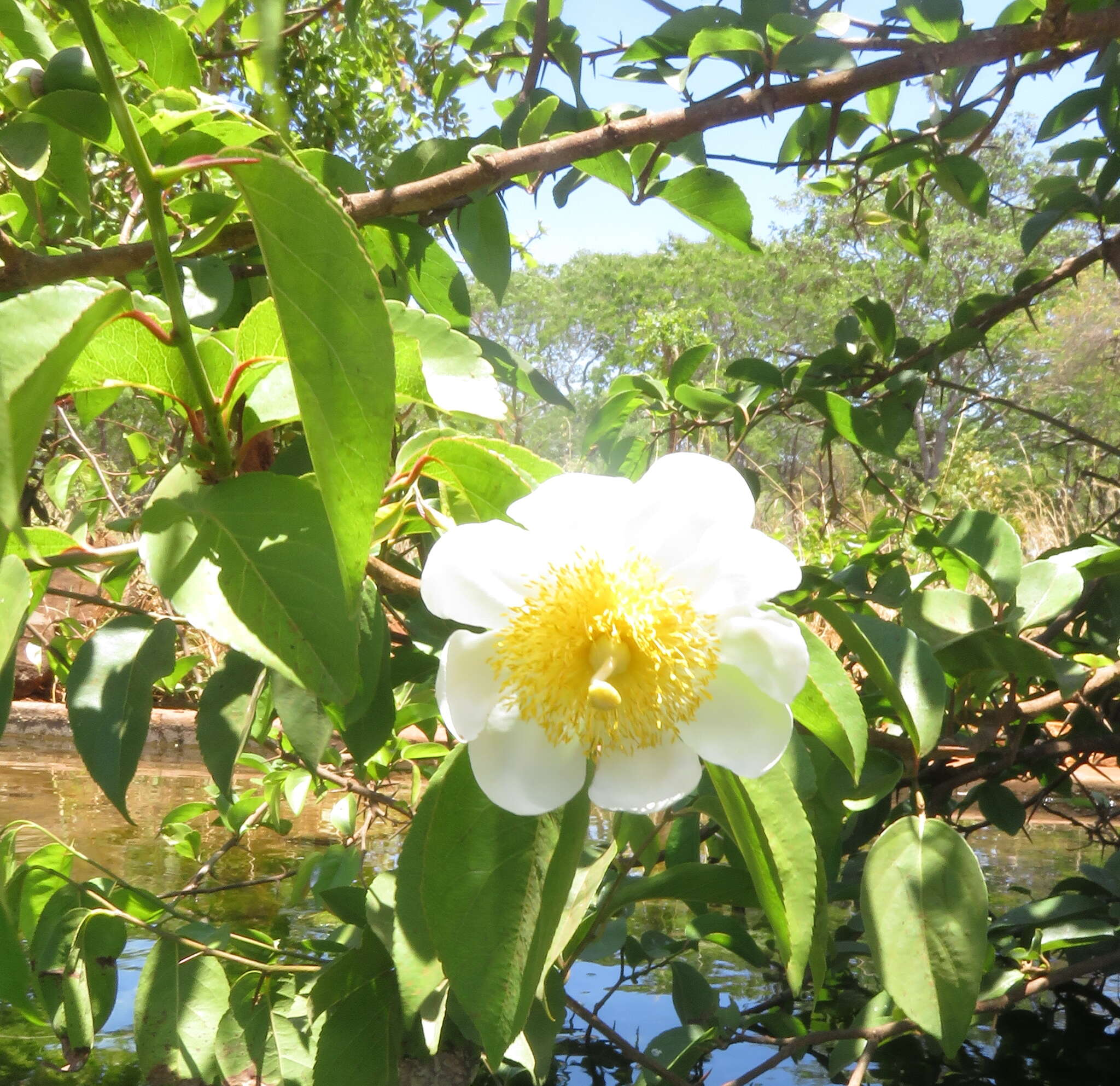 Image de Oncoba spinosa Forsk.