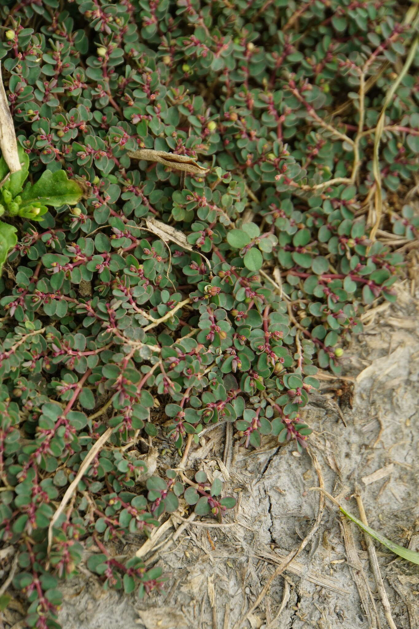 Image of Euphorbia makinoi Hayata