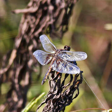 Libellula luctuosa Burmeister 1839 resmi