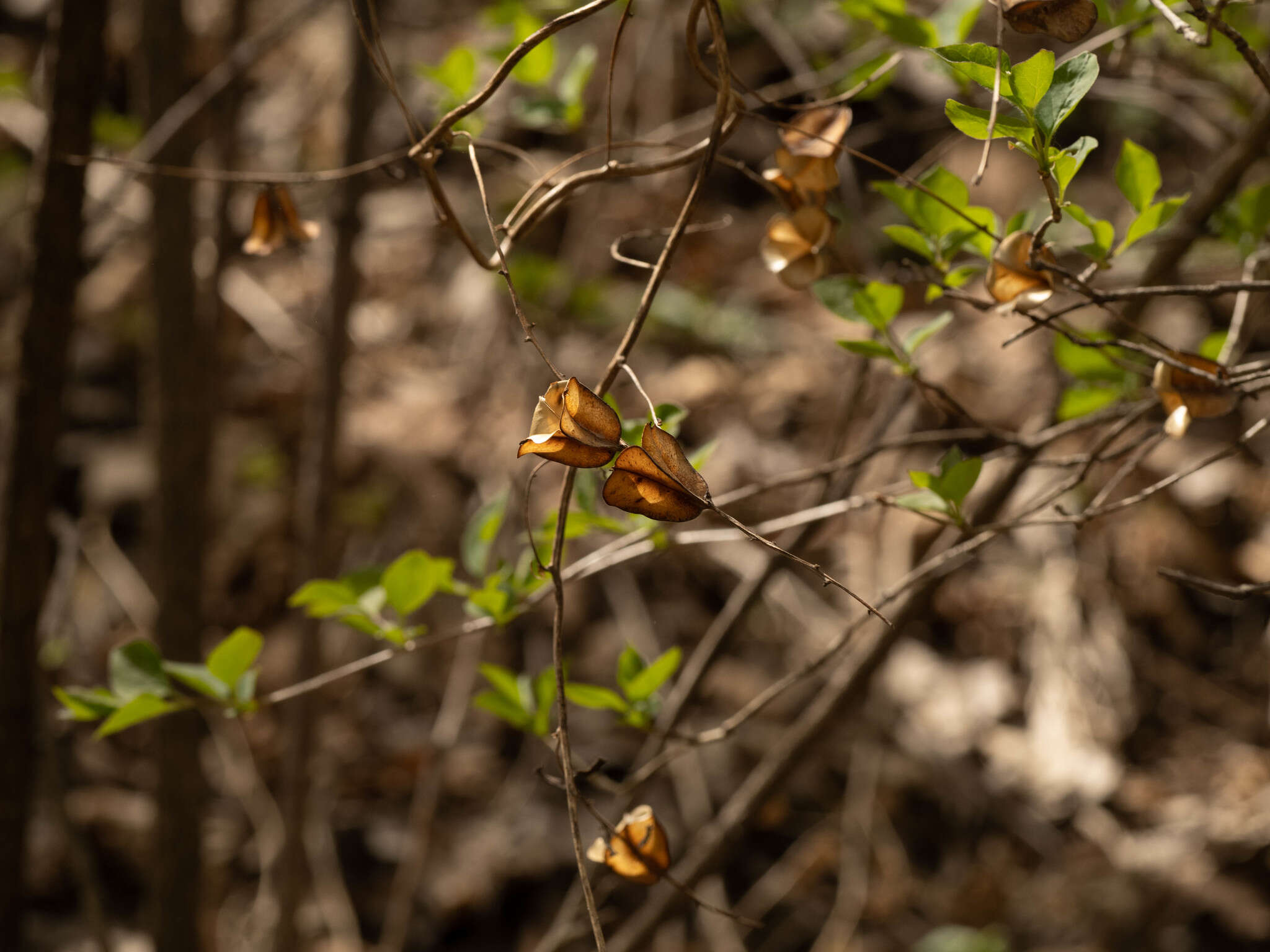 Imagem de Dioscorea nipponica Makino