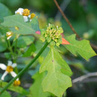 Imagem de Euphorbia heterophylla var. cyathophora (Murray) Griseb.