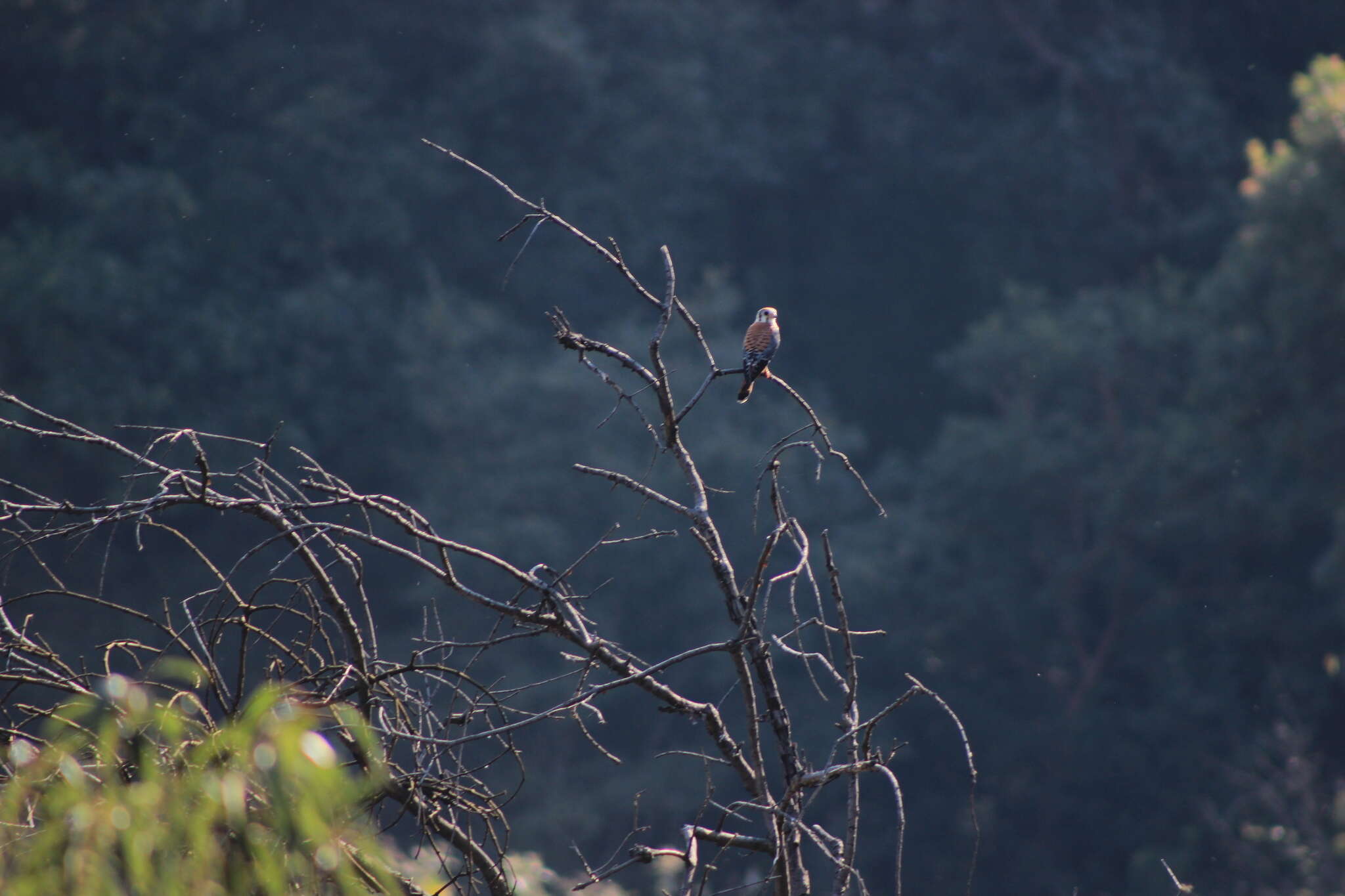 Image of American Kestrel