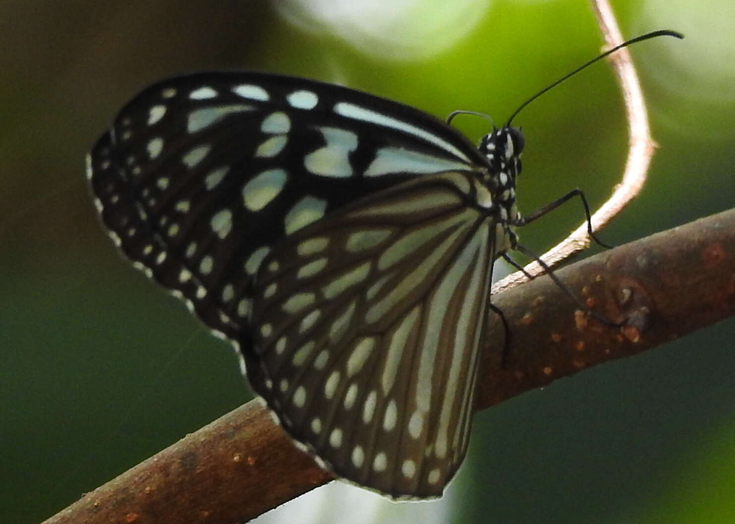 Image of Ideopsis vulgaris Butler 1874