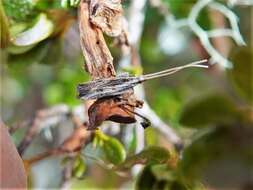 Image of Sarisophora leucoscia Turner 1919