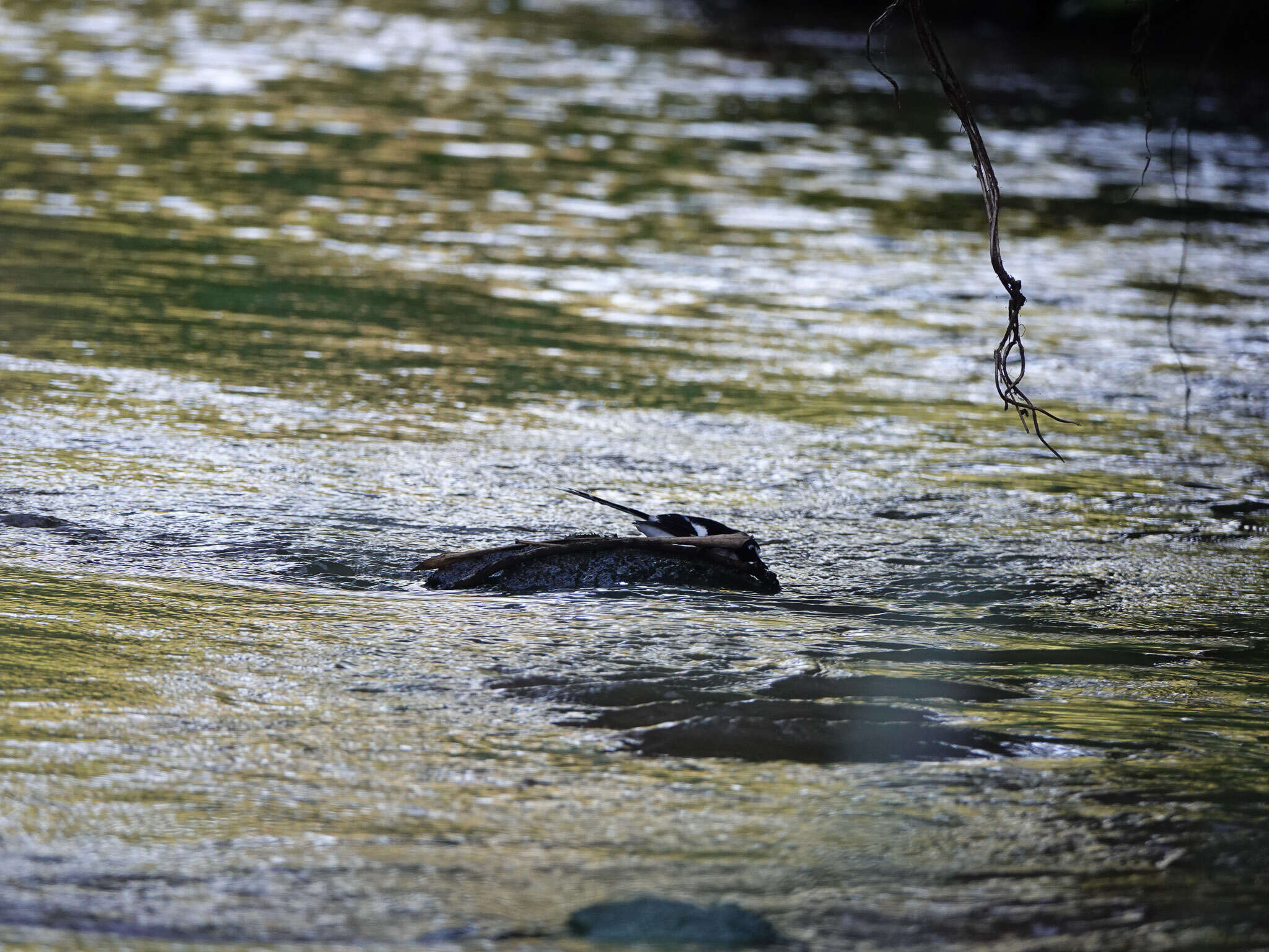 Image of Black-backed Forktail