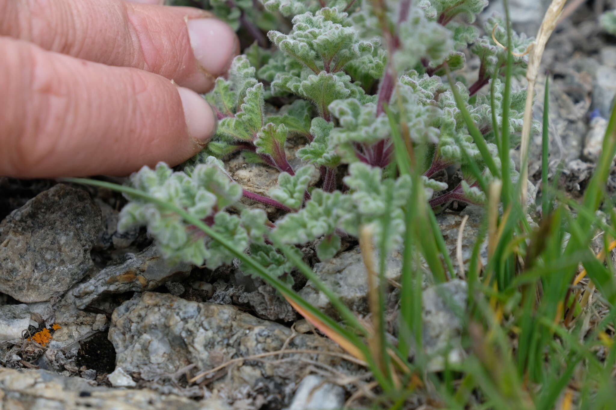 Plancia ëd Nepeta longibracteata Benth.