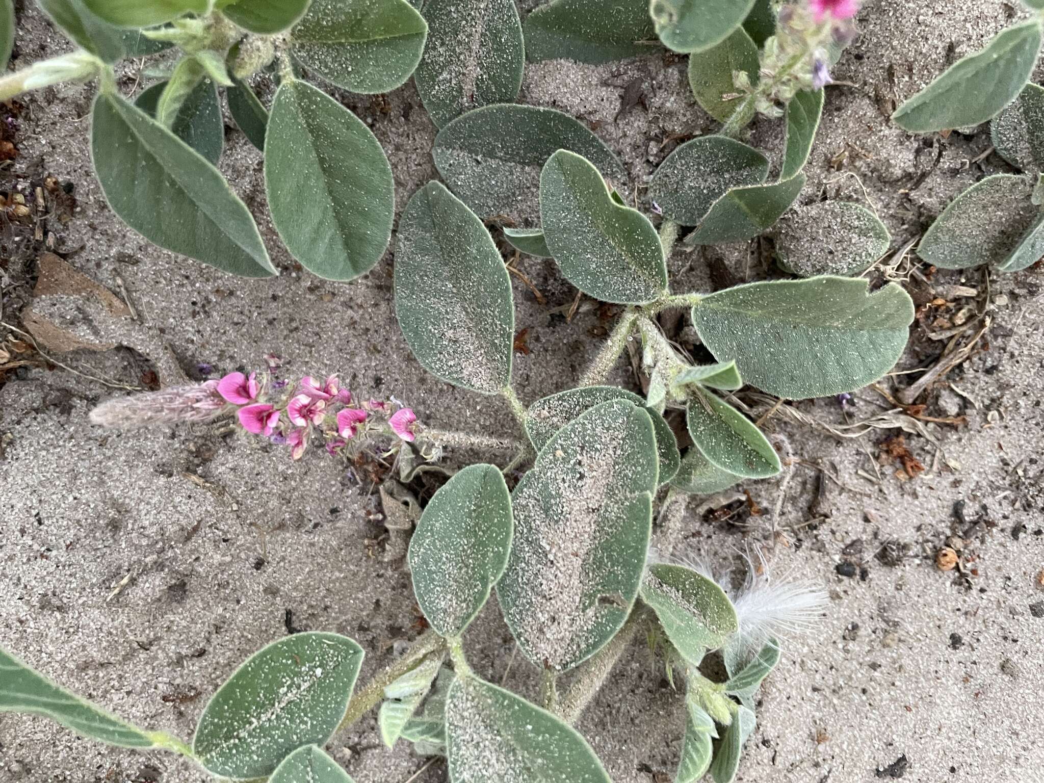 Image of Indigofera flavicans Baker