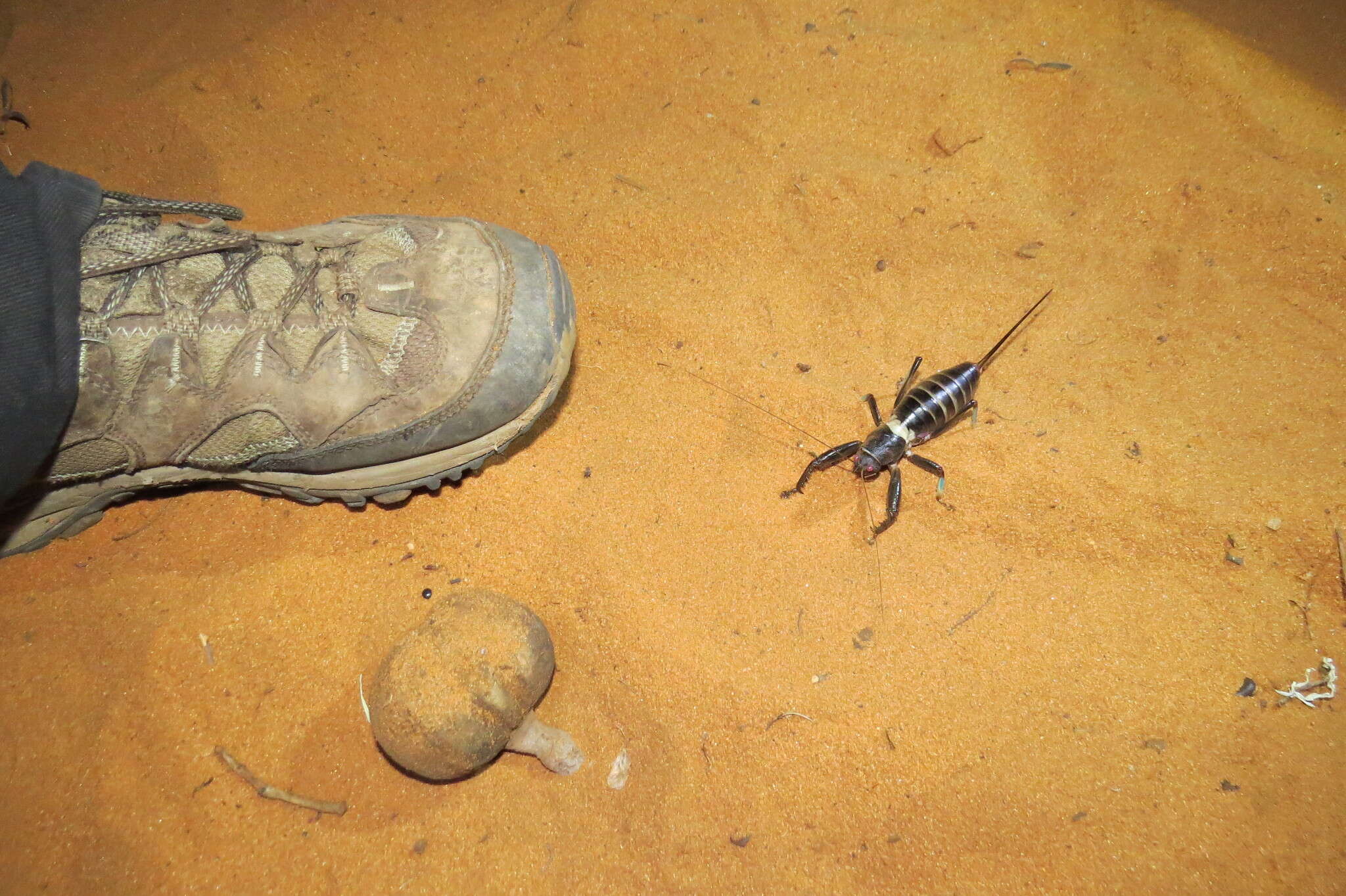 Image of Colossopus grandidieri Saussure 1899