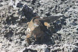 Image of Cyclura rileyi rileyi Stejneger 1903