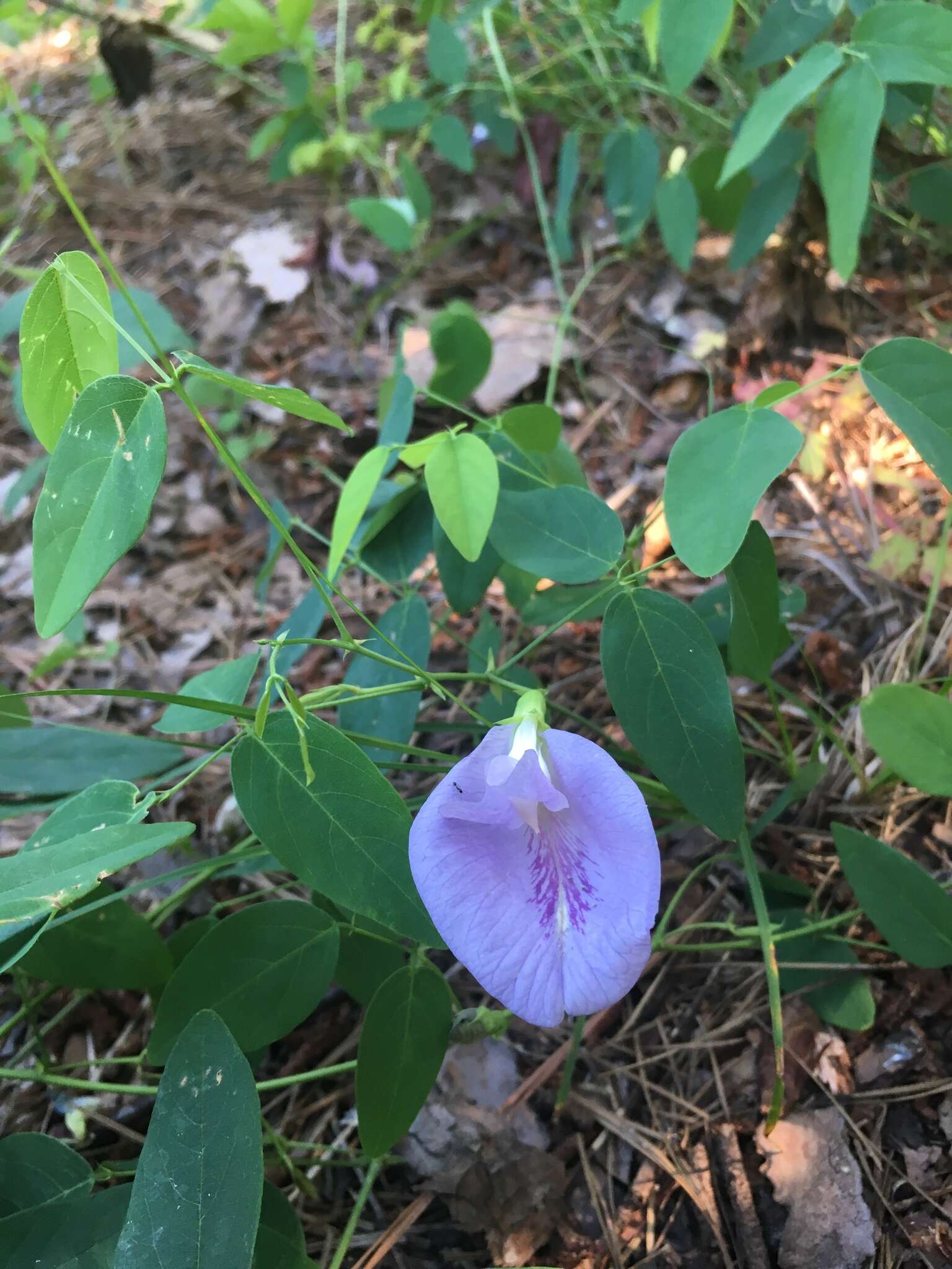 Clitoria mariana L. resmi