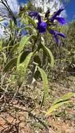 Image of Salvia retinervia Briq.